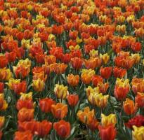 When do tulips bloom in Holland?