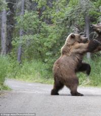 사격 라이센스 등록: 단계, 가격, 규칙, 기능 튜멘 지역의 곰 사냥