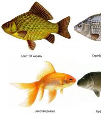 Popis karasových rýb, biotop, reprodukcia