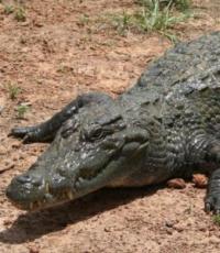 Krokodíly.  Zviera krokodíl.  Životný štýl a prostredie krokodílov Kde sú krokodíly