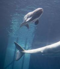 Ballena blanca, o cómo se comunican los canarios marinos Mamífero beluga