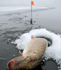 Žerlitsa kalapüük: kuidas talvel suurt haugi püüda
