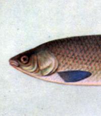 Fehér ponty (Ctenorphagungodonidella) Növényevő hal
