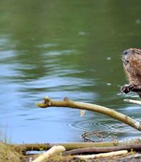 What do beavers eat: seasonal preferences When do beavers give birth?