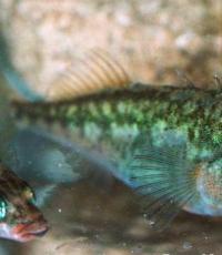 სამწვერაანი ჯოხი (gasterosteus aculeatus) თევზი გვერდებზე ეკლებით
